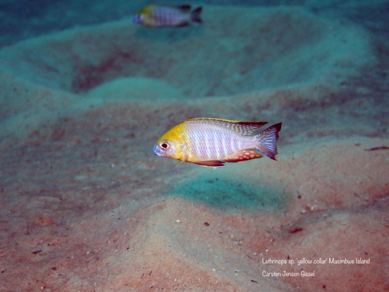 Lethrinops sp. 'yellow collar' Masimbwe Island
